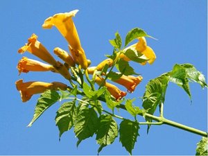 Truba popnav - Campsis radicans JUDY - lut 1,6 l