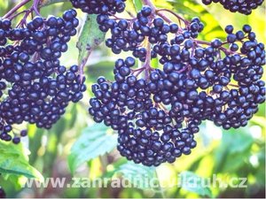 ern bez - Sambucus nigra, balen