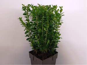 Buxus