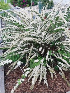 Tavolnk bl - Spiraea nipponica SNOWMOUND