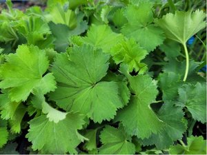 Kontryhel mkk - Alchemilla mollis IRISH SILK