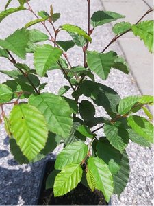 Habr obecn - Carpinus betulus - balen