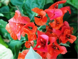 Bougainvillea DON MARIO - ervenooranov