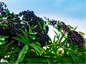 Bez ern - Sambucus nigra SAMPO