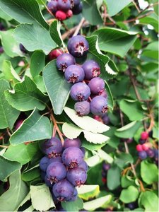 Sloupovit &quot;borvka&quot; MUCHOVNK - Amelanchier