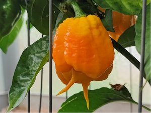 Osivo - Chilli - Carolina Reaper Yellow