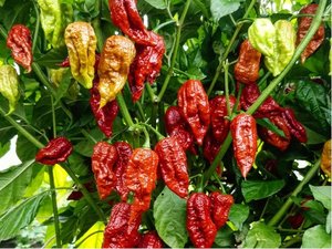 Osivo - Chilli - Brown Bhutlah