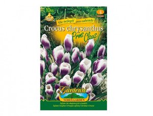 Cibulky - afrn, krokus botanick PRINS CLAUS, 10 ks
