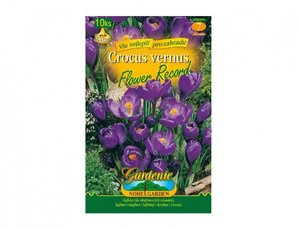 Cibulky - afrn, krokus zahradn FLOWER RECORD, 10 ks