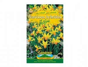 Cibulky - Narcis botanick JETFIRE, 5 ks