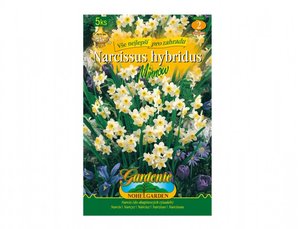 Cibulky - Narcis botanick MINNOW, 5 ks