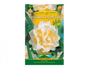 Cibulky - Narcis zahradn, plnokvt WHITE LION, 4 ks
