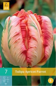 Cibulky - Tulipn APRICOT PARROT, 7 ks