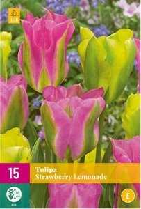 Cibulky - Tulipn STRAWBERRY LEMONADE, 15 ks