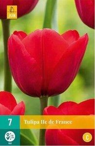 Cibulky - Tulipn ILE DE FRANCE, 7 ks