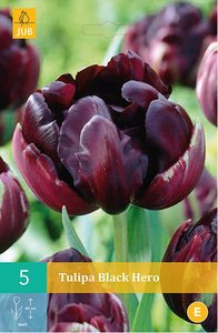 Cibulky - Tulipn BLACK HERO, 5 ks